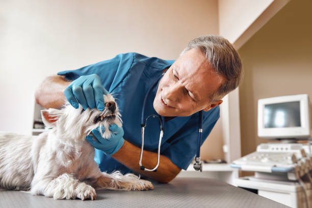Best Emergency Dentist Near Me  in Manitou Beach Devils Lake, MI